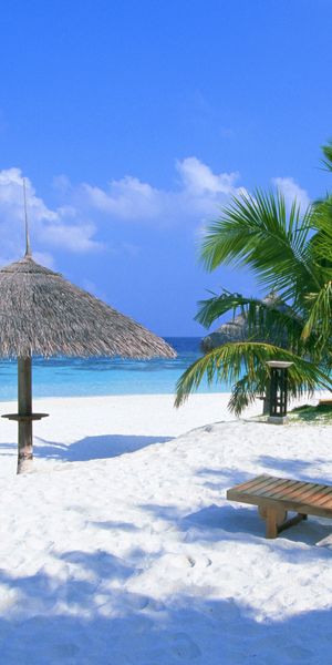 Beautiful Tropical Beach with Palm Trees and Clear Blue Sky