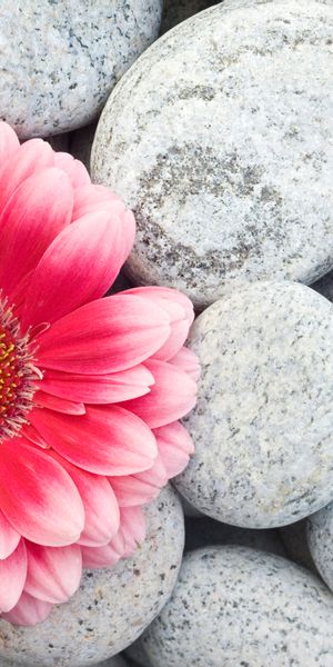 Beautiful gerbera flower resting on smooth stones - perfect phone wallpaper