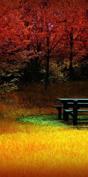 Captivating Fall Landscape Wallpaper Featuring Colorful Trees and Earth