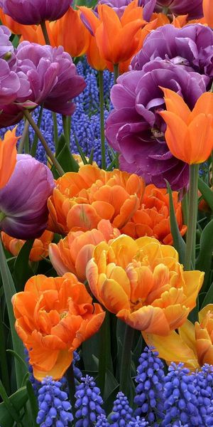 Colorful Floral Mobile Wallpaper Featuring Tulips and Blue Muscari Flowers