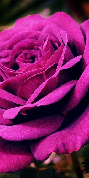 Phone wallpaper: Flowers, Flower, Rose, Earth, Purple Flower free download