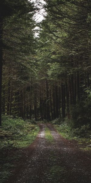 Enchanting Evening Forest Path Wallpaper