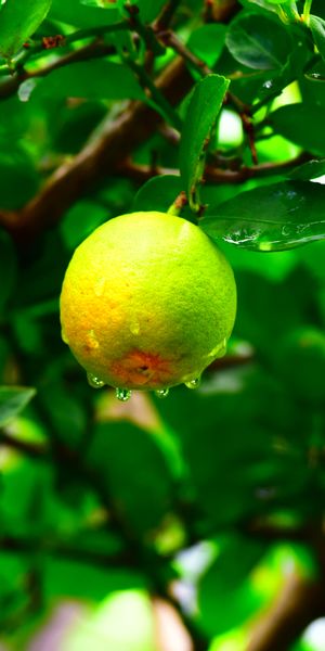 Vibrant Green Fruit with Dewy Leaves
