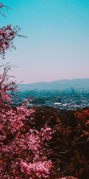 Phone wallpaper: Landscape, City, Tree, Hill, Photography, Cherry Blossom free download