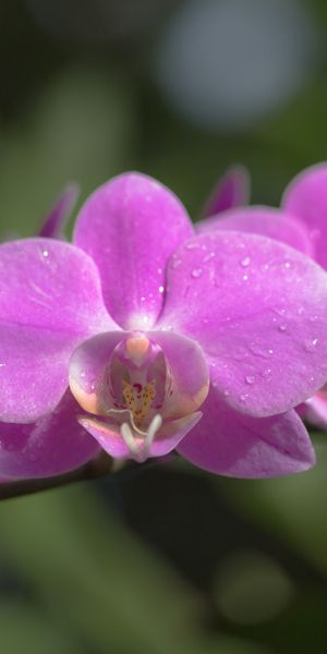 Phone wallpaper: Nature, Flowers, Flower, Earth, Orchid, Pink Flower free download
