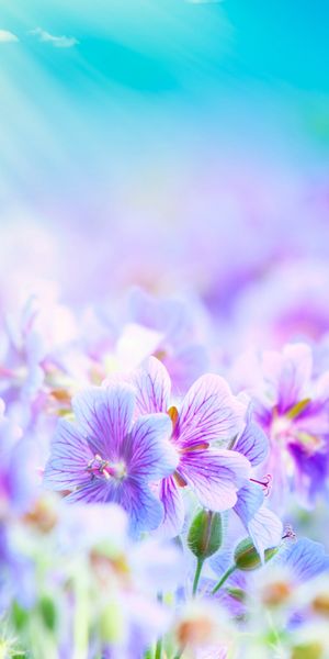 Purple Flowers Bathed in Gentle Light