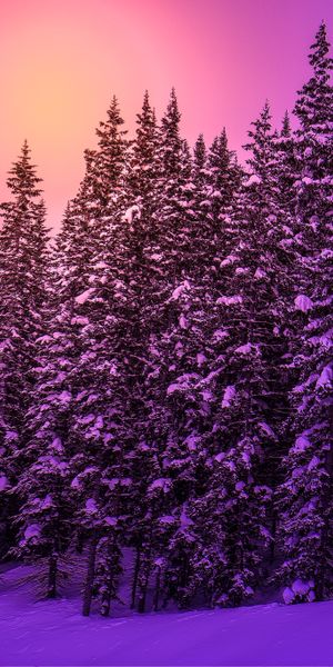 Phone wallpaper: Winter, Sunset, Tree, Earth free download
