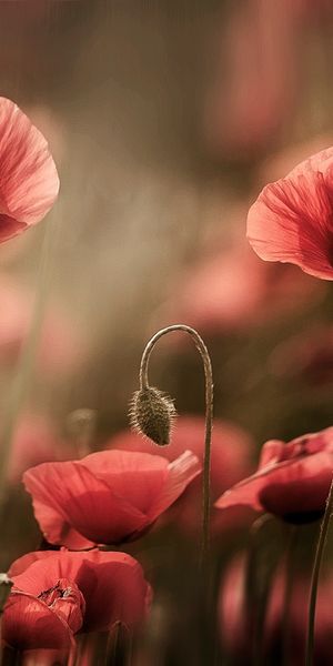 Phone wallpaper: Nature, Flowers, Flower, Blur, Earth, Poppy, Red Flower free download
