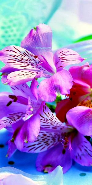 Vibrant Lavender and Iris Flowers Mobile Wallpaper - 4K Quality