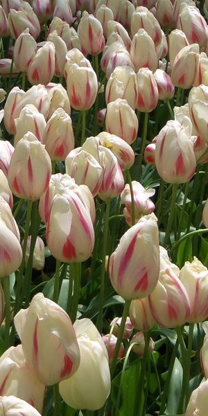 Phone wallpaper: Mottled, Lot, Flowers, Buds, Variegated, Tulips free download