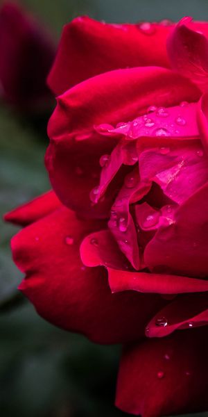 Phone wallpaper: Flowers, Flower, Rose, Earth, Water Drop free download