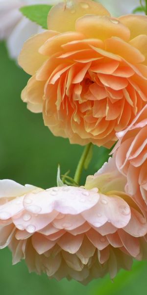 Phone wallpaper: Flowers, Flower, Rose, Blur, Close Up, Earth, Pink Flower free download
