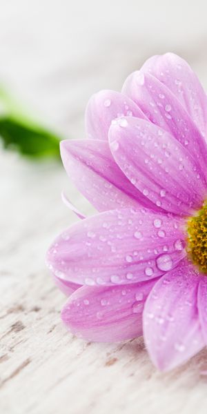 Beautiful pink flower wallpaper perfect for your phone background