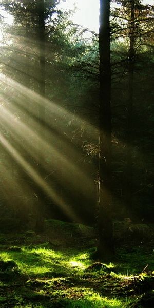 Beautiful Forest Scene with Sunlight Streaming Through Trees