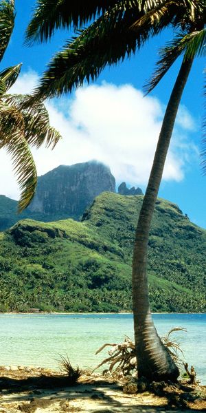 Tropical Beach Landscape with Lush Palm Trees and Majestic Mountains