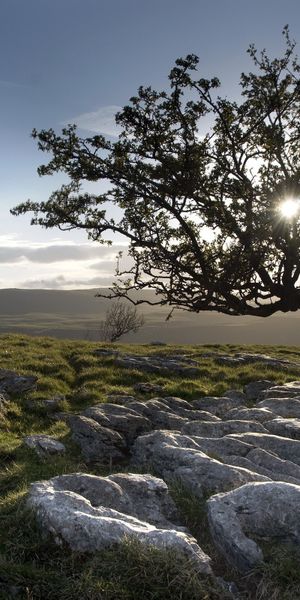 Phone wallpaper: Trees, Scenic, Tree, Earth, Landscape free download