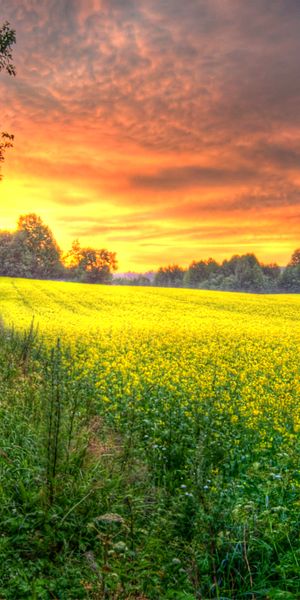 Breathtaking 4K Wallpaper: Golden Fields Under a Dramatic Sunset Sky