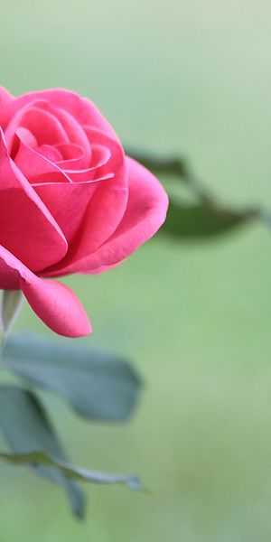 Beautiful Pink Rose - A Perfect Phone Wallpaper