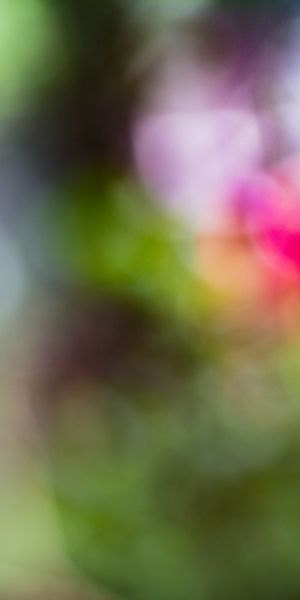 Phone wallpaper: Lorikeet, Loriket, Animals, Bird, Motley, Multicolored, Bright, Parrots free downlo
