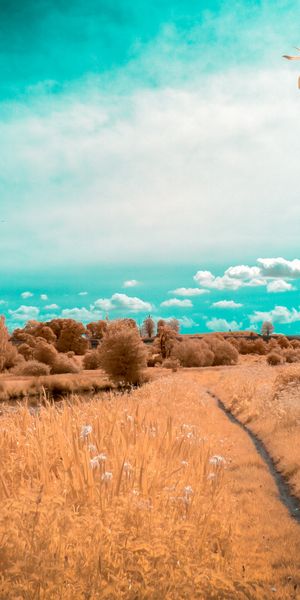 Phone wallpaper: Landscape, Nature, Tree, Earth, Path, Cloud, River free download