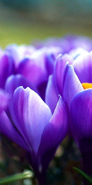 Beautiful crocus flowers wallpaper: vibrant purple petals and earthy tones