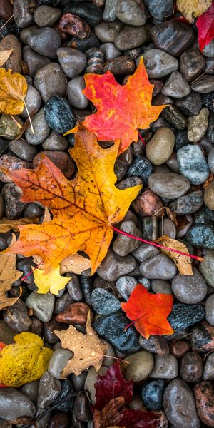 Vibrant Autumn Leaves on Wet Stones