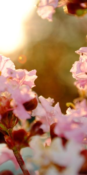 Beautiful pastel cherry blossom phone wallpaper in 4K resolution