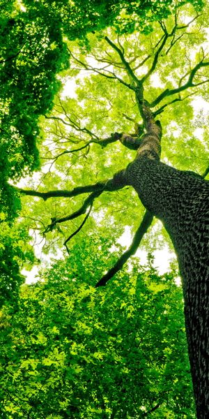 Breathtaking iPhone Wallpaper Featuring Majestic Trees and Lush Greenery