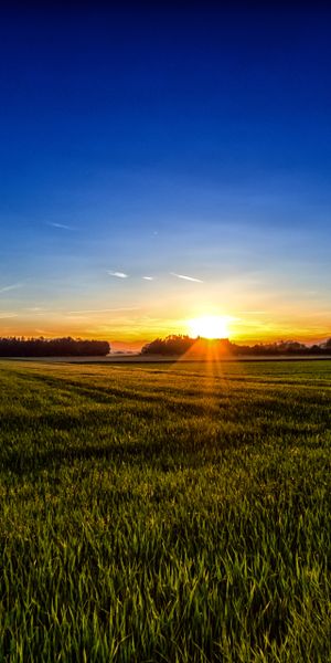 Phone wallpaper: Nature, Sunset, Grass, Summer, Sunrise, Earth, Field, Sunbeam free download