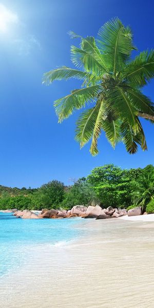 Breathtaking Tropical Beach Scene with Palm Trees