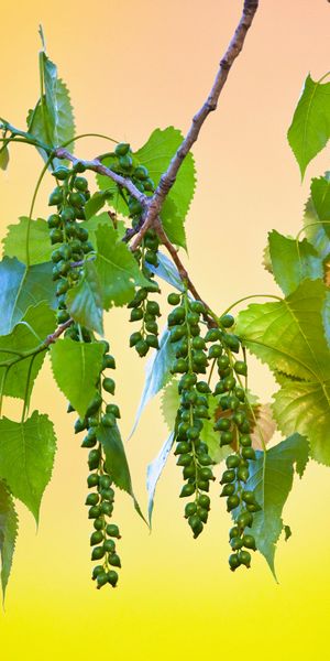 Vibrant Green Tree Branches and Leaves - Perfect Phone Wallpaper