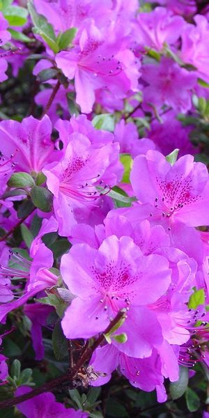 Phone wallpaper: Violet, Flowers, Plants free download