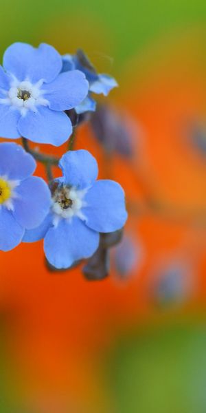 Phone wallpaper: Nature, Flowers, Flower, Macro, Blur, Earth, Forget Me Not, Blue Flower free downlo