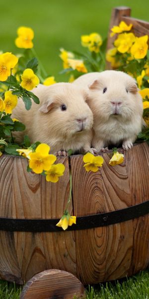Delightful wallpaper featuring guinea pigs, flowers, and a rustic barrel