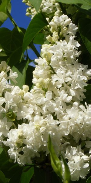 Amazing White Lilac Blooms Perfect for Phone Wallpaper