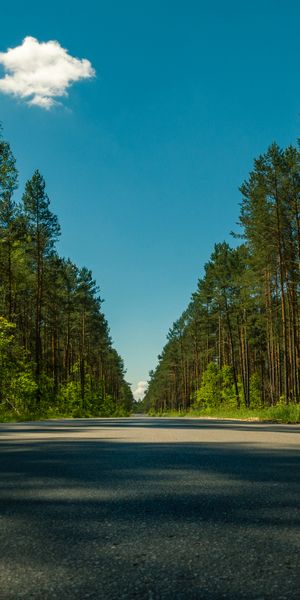 Cool Summer Road Through a Lush Forest
