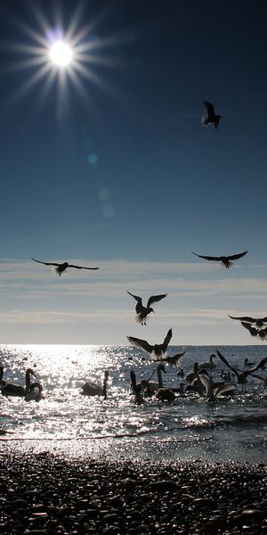 Breathtaking Sunset Beach Scene with Birds Gliding Over Water