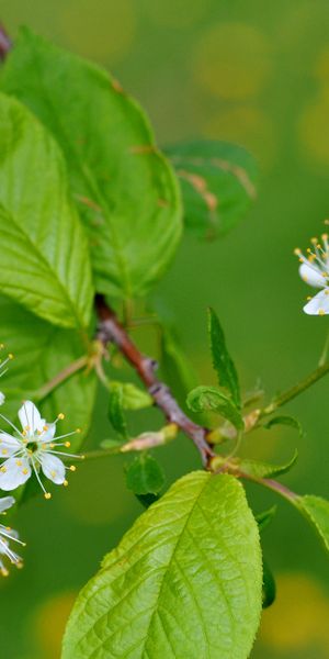 Beautiful 4K phone wallpaper featuring delicate white flowers and lush greenery