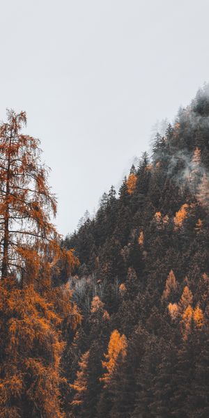 Phone wallpaper: Slope, Mountain, Fog, Trees, Nature, Forest free download
