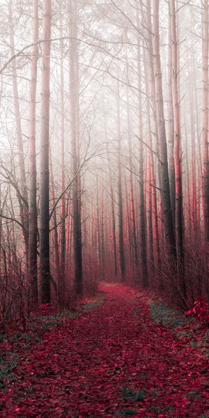 Phone wallpaper: Road, Trees, Path, Nature, Forest free download