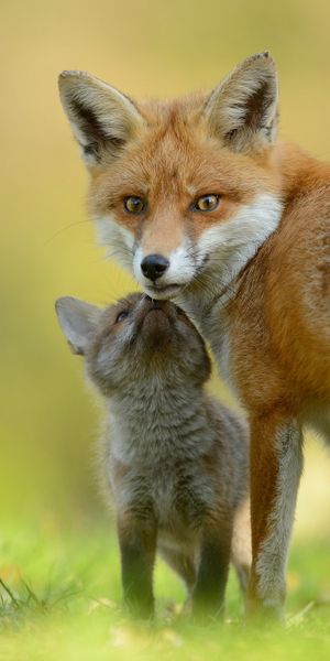 Charming Fox Cub with Its Mother in a Serene Nature Setting