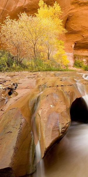 Phone wallpaper: Trees, Spearhead, Prick, Utah, Stream, Vegetation, Canyon, Nature, Flow, Stones, Wa