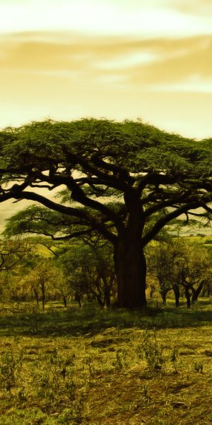 Majestic Acacia Tree in Golden Light - Perfect Phone Wallpaper