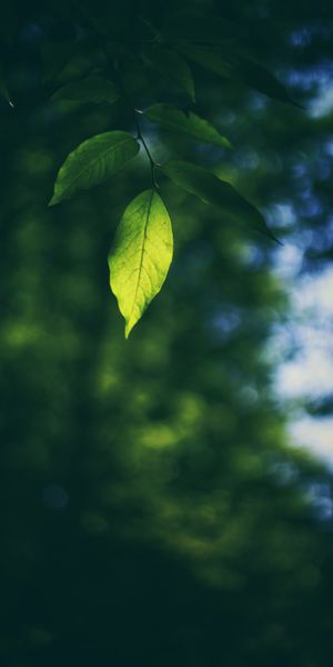 Beautiful Macro Leaf with Smooth Green Background