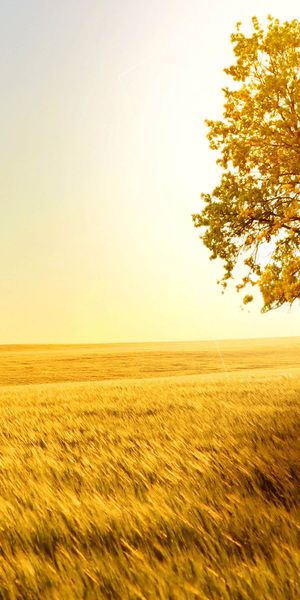 Phone wallpaper: Sunny, Trees, Lonely Tree, Field, Tree, Nature, Earth, Landscape free download