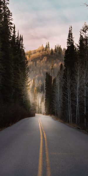 Breathtaking 4K phone wallpaper featuring a tranquil forest road
