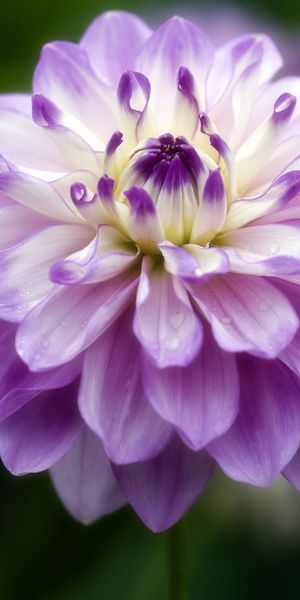 Beautiful purple flower phone wallpaper perfect for nature lovers