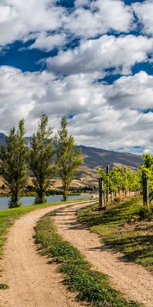 Explore the Beauty of New Zealand: Scenic Pathway by the River