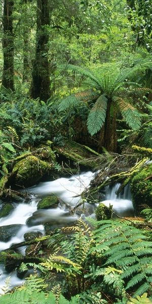 Phone wallpaper: Nature, Water, Fern, Forest, Vegetation, Earth, Stream free download