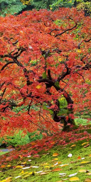Phone wallpaper: Maple Leaf, Trees, Tree, Fall, Earth free download